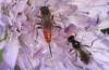 Stilbops ruficornis